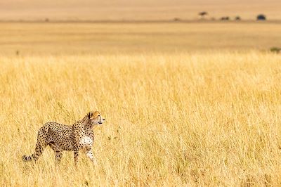 © Michael / Adobe Stock - Guépard - Réserve nationale du Masai Mara - Kenya Guépard - Réserve nationale du Masai Mara - Kenya
