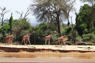Girafes dans la réserve de Samburu - Kenya