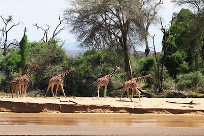 © Eric Le Boulch - Girafes dans la réserve de Samburu - Kenya Girafes dans la réserve de Samburu - Kenya
