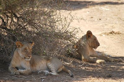 © Laetitia Ferreira - Lionnes dans la réserve nationale de Samburu - Kenya Lionnes dans la réserve nationale de Samburu - Kenya