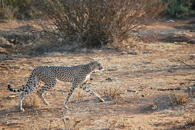 © Laetitia Ferreira - Léopard dans la réserve nationale de Samburu - Kenya Léopard dans la réserve nationale de Samburu - Kenya