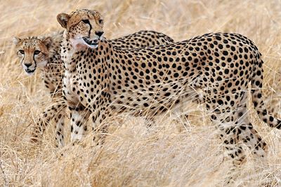 Parc National de Meru - Kenya