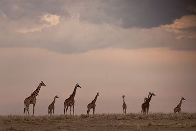 Réserve du Massai Mara - Vallée du Rift - Kenya
