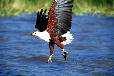 Lac Naivasha - Kenya