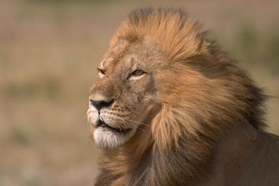 Réserve du Massai Mara - Vallée du Rift - Kenya