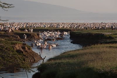 Parc national du lac Nakuru - Vallée du Rift - Kenya