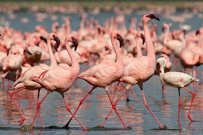 Parc du Lac Naivasha - Kenya