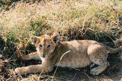 Réserve du Massai Mara -  Kenya