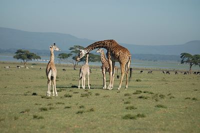 Sanctuaire de Crescent Island - Parc du Lac Naivasha - Kenya