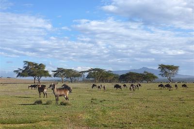 Naivasha - Comté de Nakuru - Kenya