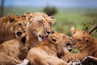 Famille de lions dans la Réserve nationale de Masaï Mara - Kenya