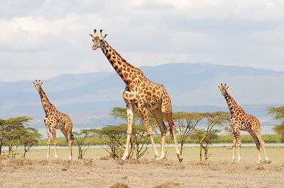 Girafes - Crescent Island - Kenya