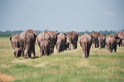 Troupeau d'éléphant dans le Tsavo