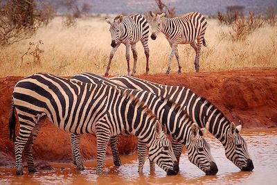 © - Voi Wildlife Lodge - Parc de Tsavo Est Voi Wildlife Lodge - Parc de Tsavo Est