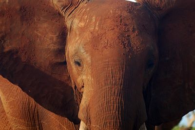 Parc de Tsavo Est - Kenya