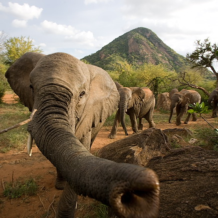 Safari Kenya Masaï Mara
