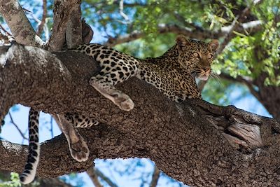 © Finch Hattons - Finch Hattons - Parc de Tsavo Ouest - Kenya Finch Hattons - Parc de Tsavo Ouest - Kenya