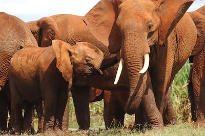 © Finch Hattons - Finch Hattons - Parc de Tsavo Ouest - Kenya Finch Hattons - Parc de Tsavo Ouest - Kenya