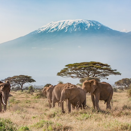 Safari Kenya Masaï Mara