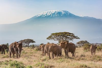 Éléphants avec vue sur  le Kilimandjaro - Kenya