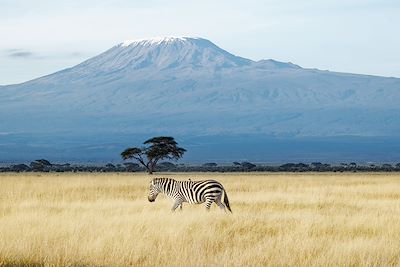 Zèbre - Parc national de Amboseli - Kenya