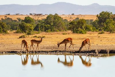 © Nicola.K.photos / Adobe Stock - Impalas - Ol Pejeta - Kenya Impalas - Ol Pejeta - Kenya