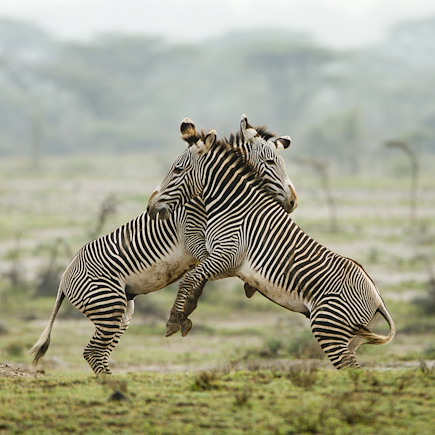 Safari Kenya