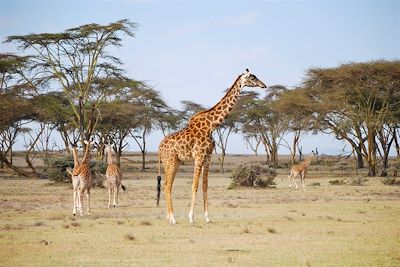 © Laetitia Ferreira - Réserve naturelle de la presqu'île de Crescent island - Kenya Réserve naturelle de la presqu'île de Crescent island - Kenya