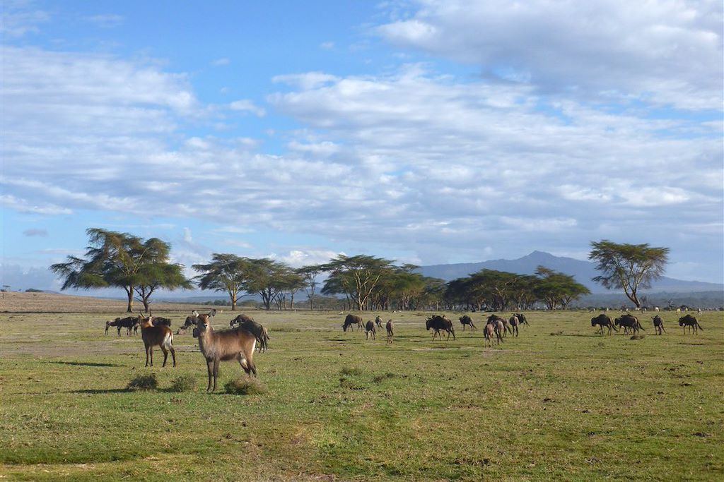 Image Kenya en famille - Safari Kenya - Masai Mara