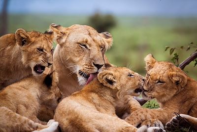 © WLDavies / iStock - Famille de lions dans la Réserve nationale de Masaï Mara - Kenya Famille de lions dans la Réserve nationale de Masaï Mara - Kenya