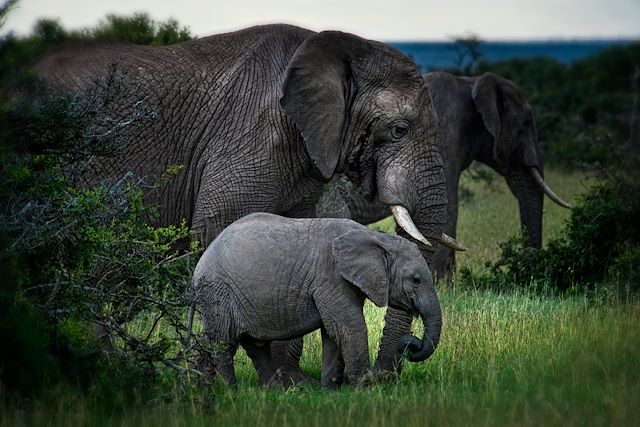 Voyage Sur les pistes des grands fauves