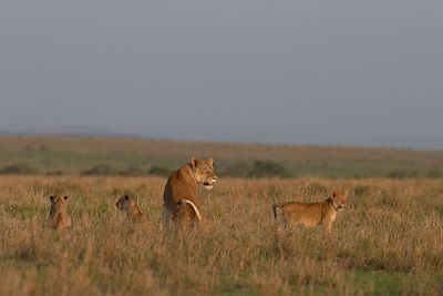 Réserve du Massai Mara - Vallée du Rift - Kenya