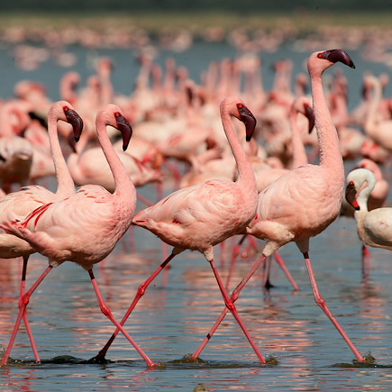 Safari Kenya Masaï Mara