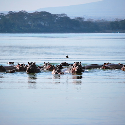 Safari Kenya Masaï Mara