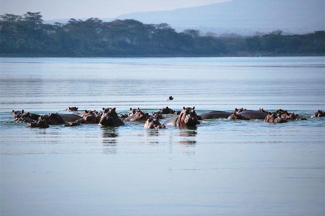 Safari Kenya Masaï Mara