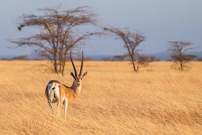 Safari - Kenya