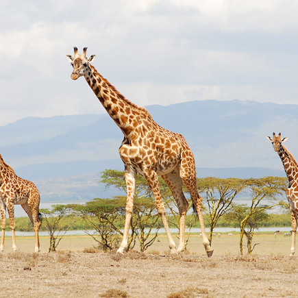 Safari Kenya Masaï Mara
