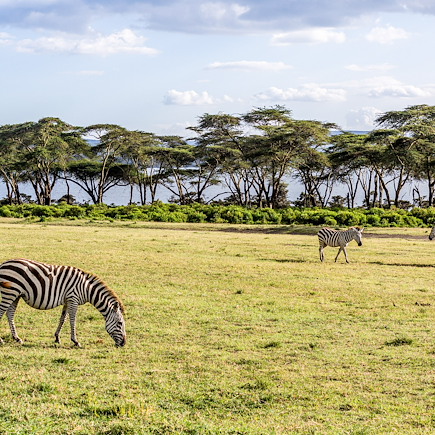 Safari Kenya Masaï Mara