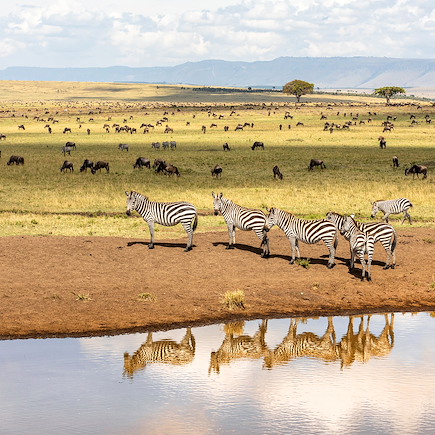 Safari Kenya Masaï Mara