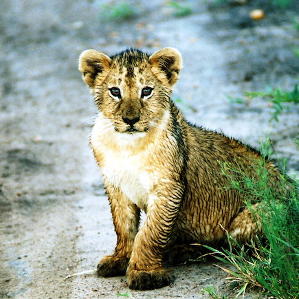 Safari Kenya Masaï Mara