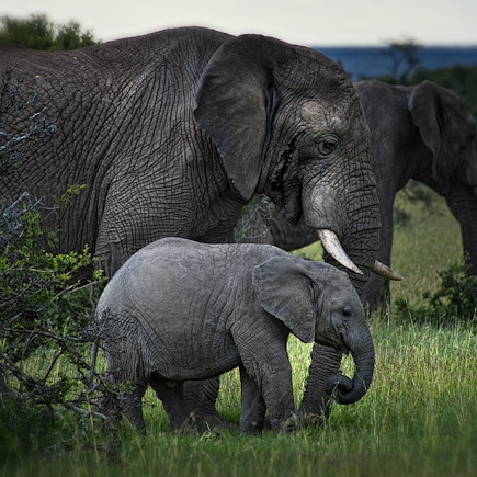 Safari Kenya Masaï Mara