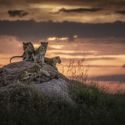 Safari Kenya Masaï Mara