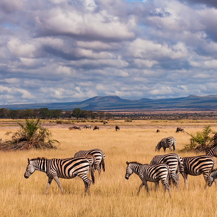 Safari Kenya Masaï Mara
