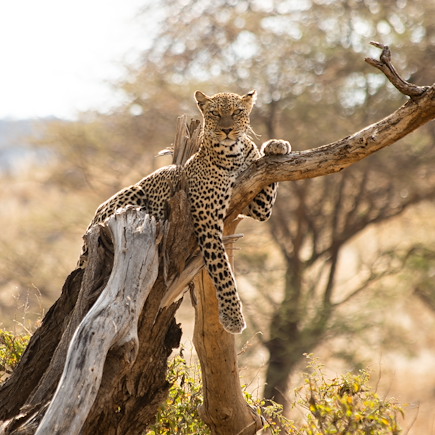 Safari Kenya Masaï Mara