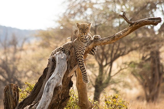 Safari Kenya Masaï Mara