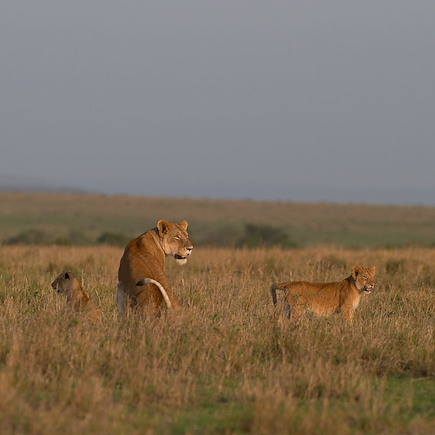 Randonnée Kenya Masaï Mara