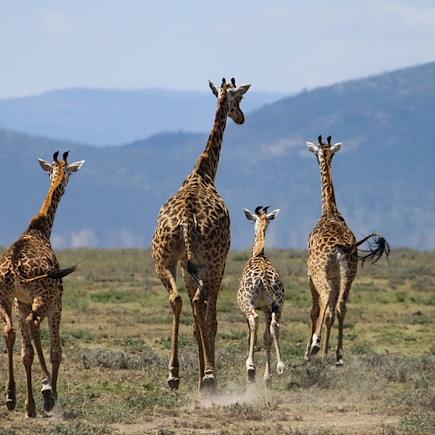 Randonnée Kenya Masaï Mara
