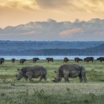 Safari Kenya Masaï Mara