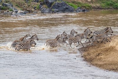 Les zèbres du Massaï Mara - Kenya