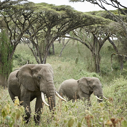 Safari Kenya Masaï Mara
